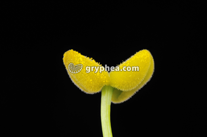 Lisianthus (Eustoma grandiflorum) - Stigmate avec pollen (détail) - gryphea.com